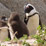 ケープ半島でペンギンに会いたい！