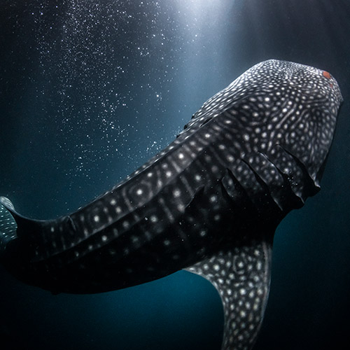 ジンベエを見るイメージ3