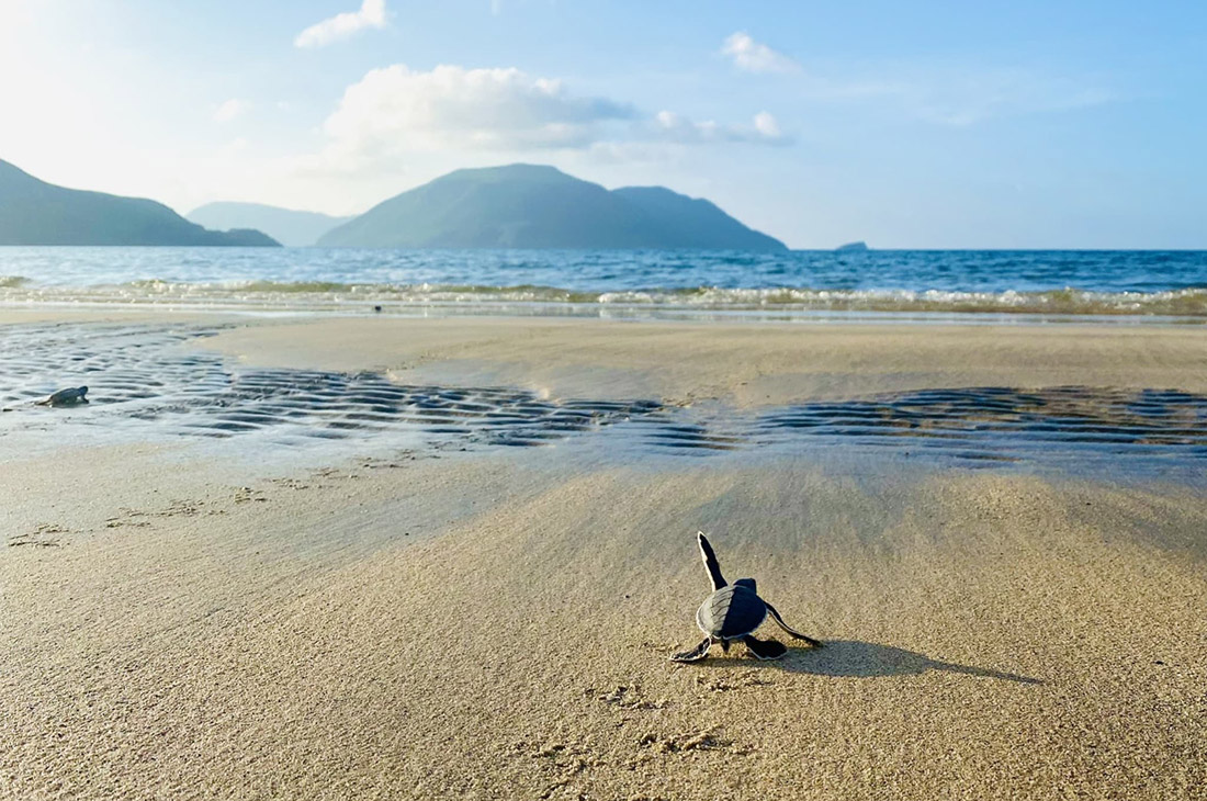 リゾートが力を入れるウミガメの保護